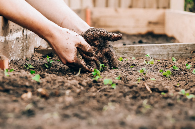 planting